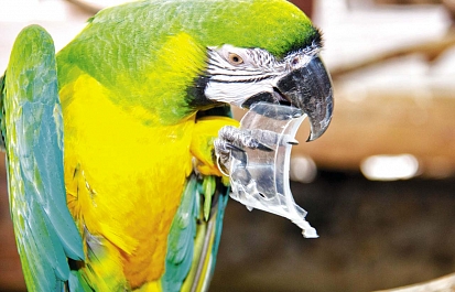 Крупные попугаи и основные заблуждения среди будущих владельцев