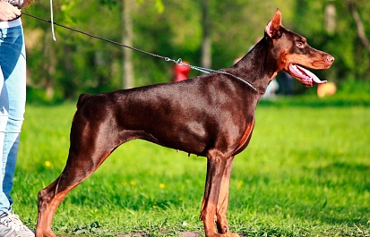 Доберман - собака не представляющая жизнь без дрессировок
