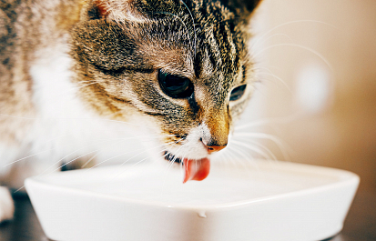 PRO PLAN® Hydra Сare или Как заставить кошку пить воду