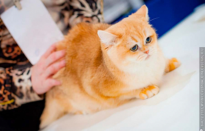 Международная выставка кошек «Spring Cat Show» ждет гостей