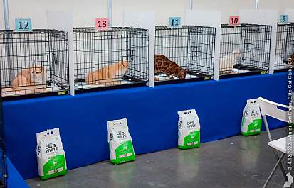 Международная выставка кошек «Spring Cat Show» ждет гостей