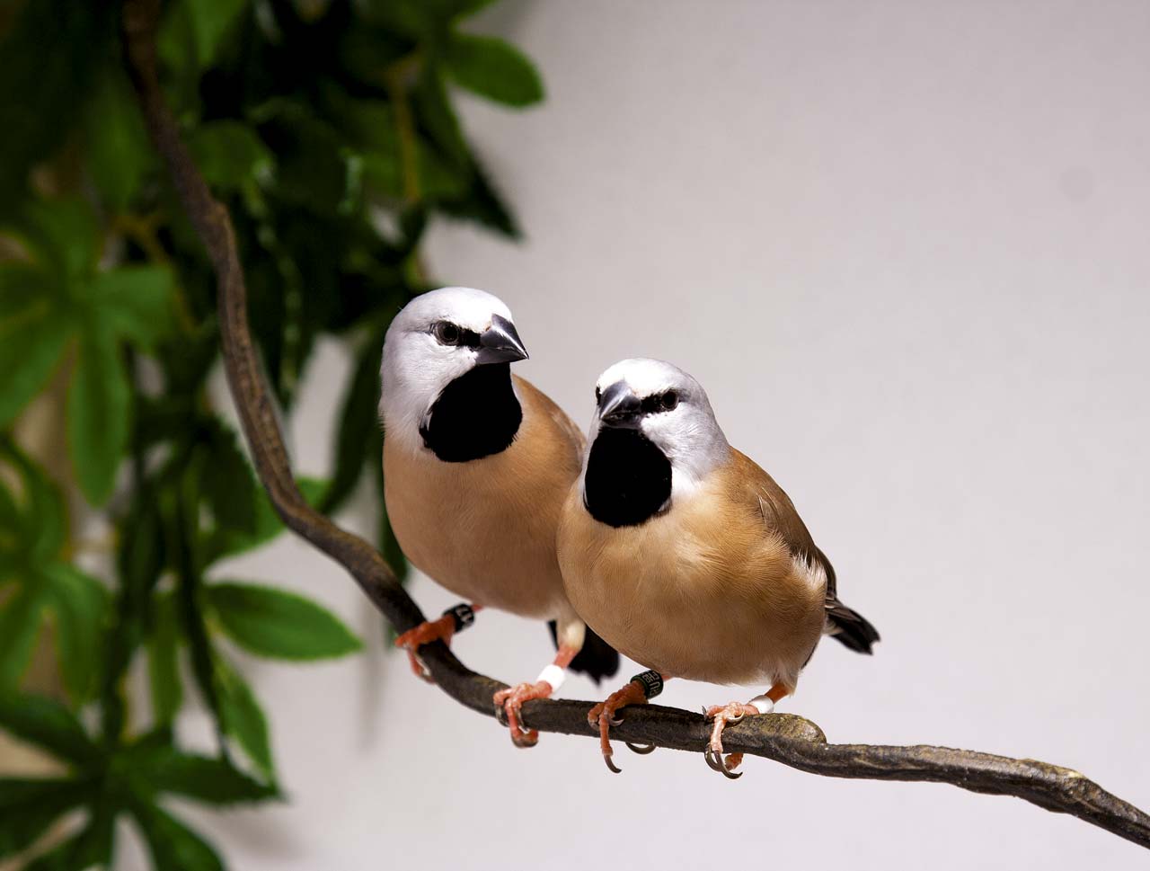 Покупка птицы и адаптация в новом доме