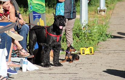 Международный день собак 2018 в парке «Сокольники»