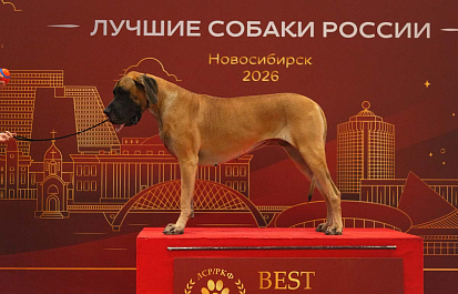 Региональные шоу чемпионов