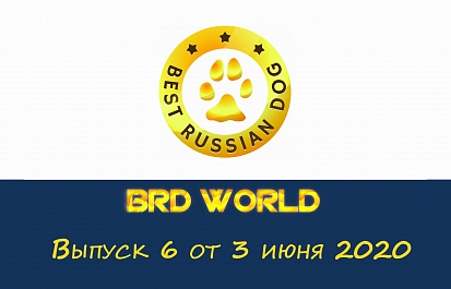 Best Russian Dog - World. Шестой выпуск