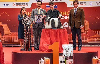 Региональные шоу чемпионов
