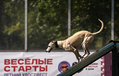 Счастливый и хвостатый фестиваль