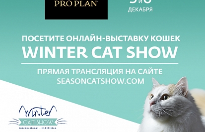 «Winter Cat Show 2020» — вторая международная выставка кошек в онлайн-формате