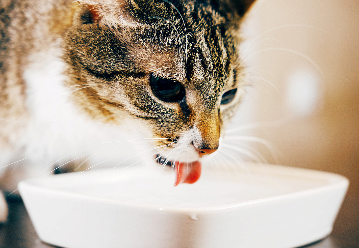 PRO PLAN® Hydra Сare или Как заставить кошку пить воду