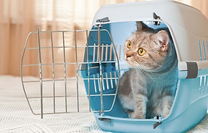 Правильный выбор удобной и надежной переноски для кошки