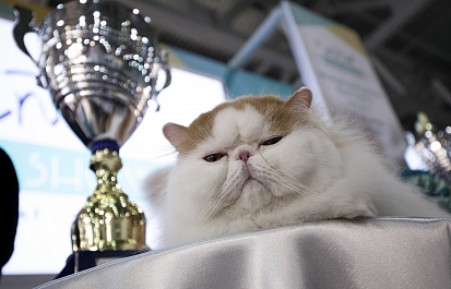 Мультисистемная онлайн-выставка кошек  «Summer Cat Show»