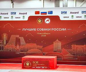 Региональные шоу чемпионов