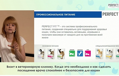 Впервые в России в онлайн формате состоялась мультисистемная  выставка кошек  «Summer Cat Show»
