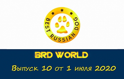 Best Russian Dog - World. Десятый выпуск