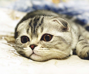 Заболевания поджелудочной железы у кошек. Что важно знать?