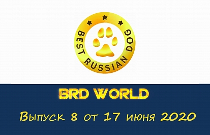 Best Russian Dog - World. Восьмой выпуск