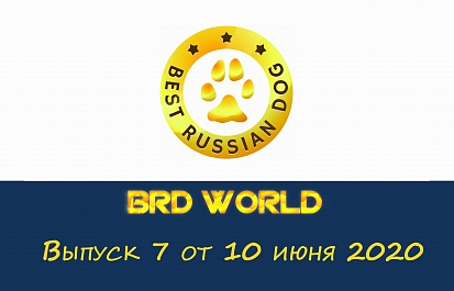 Best Russian Dog - World. Седьмой выпуск